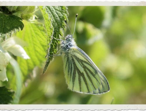 Butterflies – Green Veined